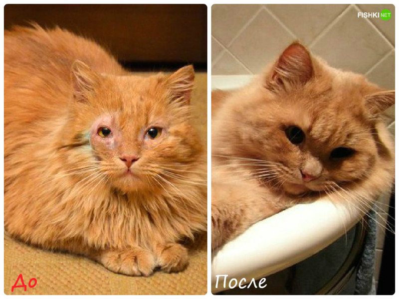 Две большие разницы: животные до и после того, как их приютили