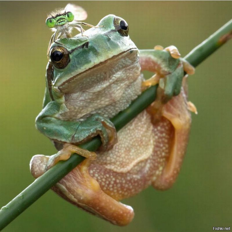 Смешные лягушки картинки. Лягушка Курбака. Красивые лягушки. Смешная жаба. Смешные лягушки.