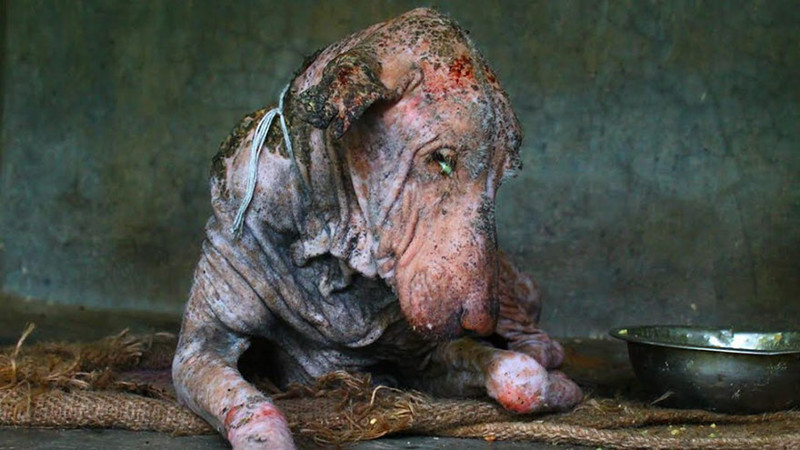 Пораженная паразитами кожа, обезвоживание и истощение - пес нуждался в незамедлительной помощи