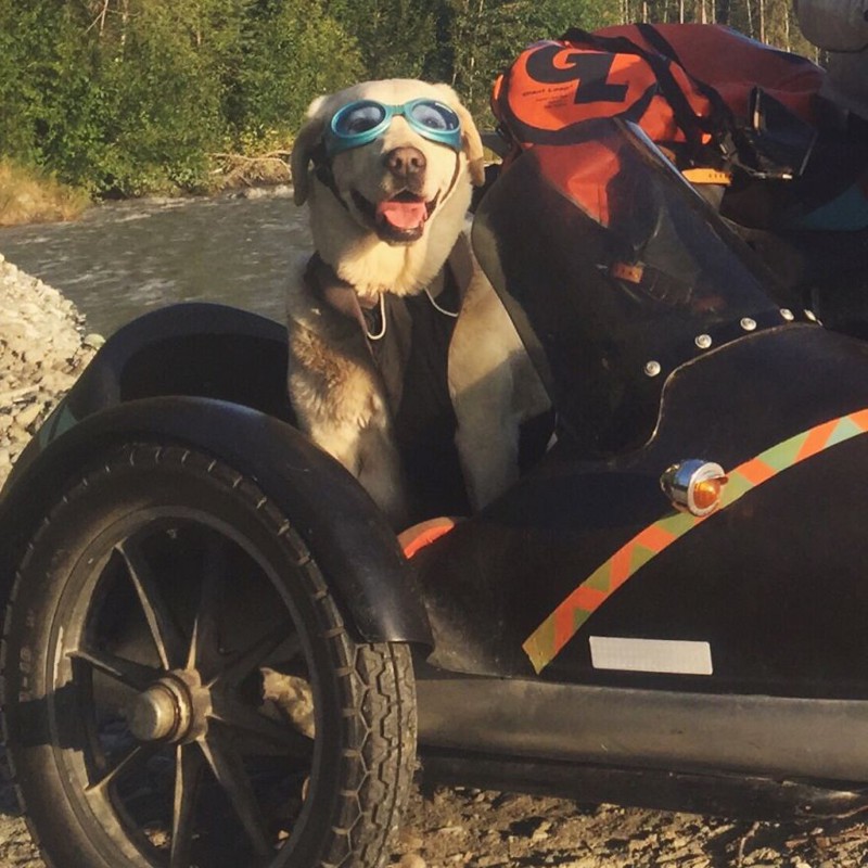 Путешествие на мотоцикле вместе с собакой