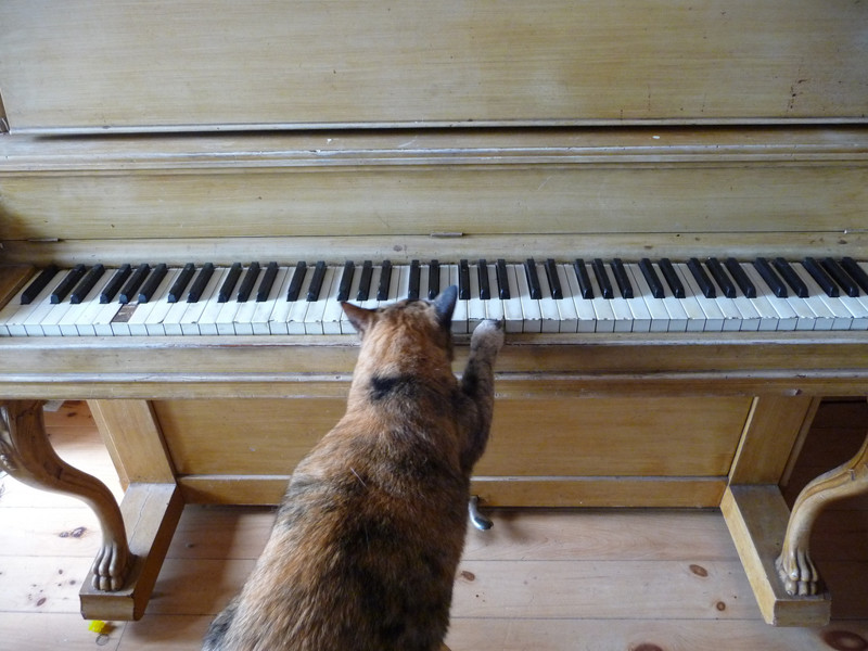  А почему бы не поиграть на пианино? 