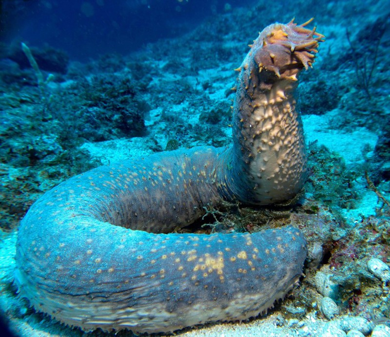 2. Морской огурец: выброс кишок и растворение всего тела