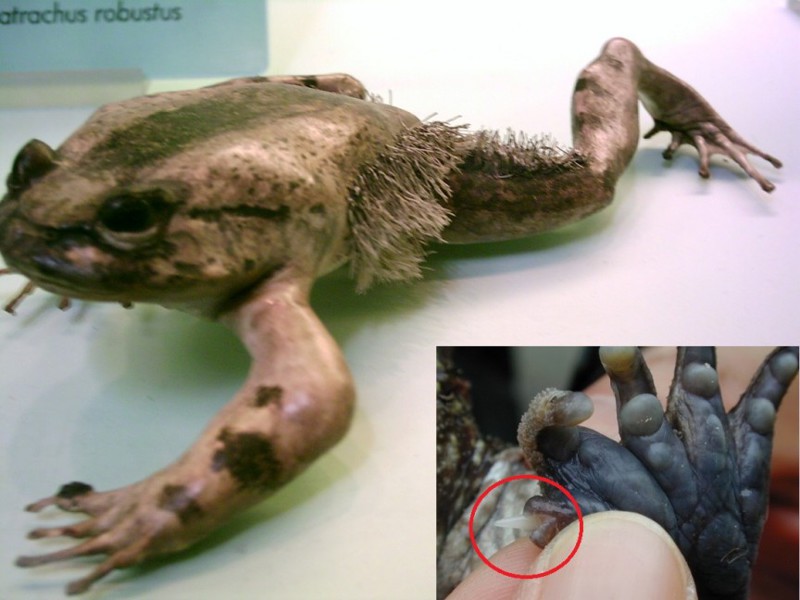 5. Волосатая лягушка: оружие из сломанных костей