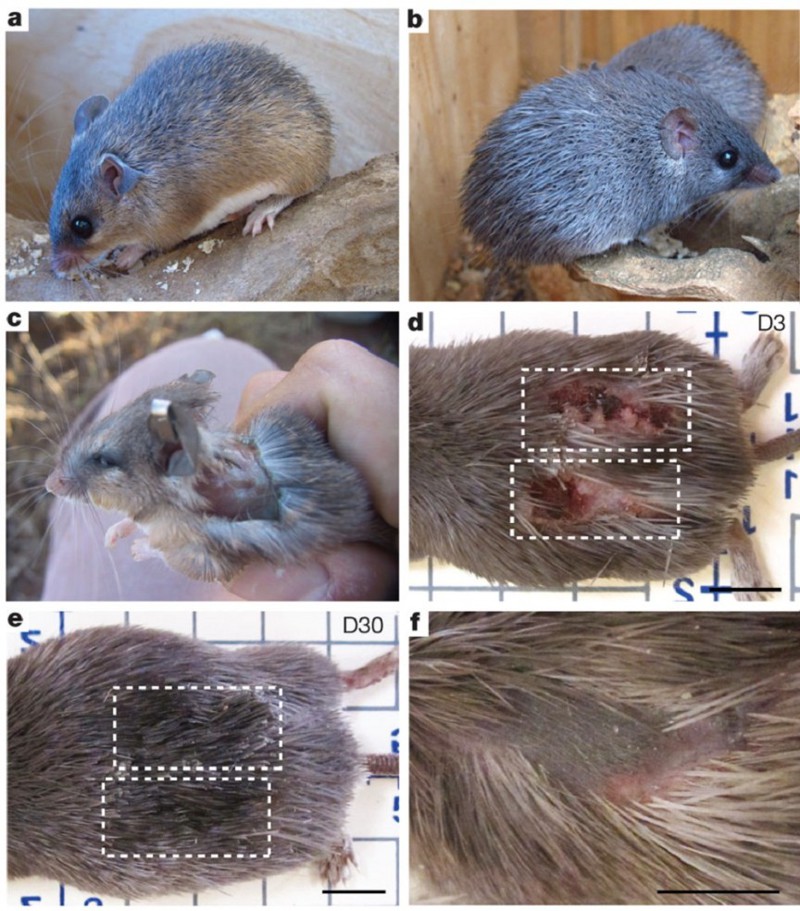 10. Африканская иглистая мышь: сбрасывание шкуры и регенерация