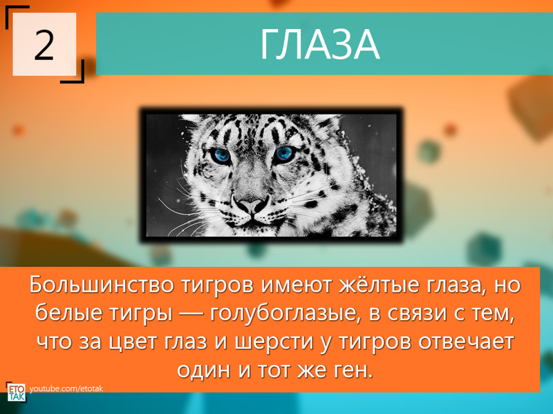 10 фактов о тиграх