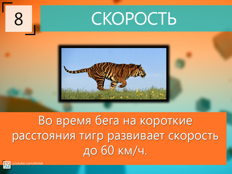 10 фактов о тиграх
