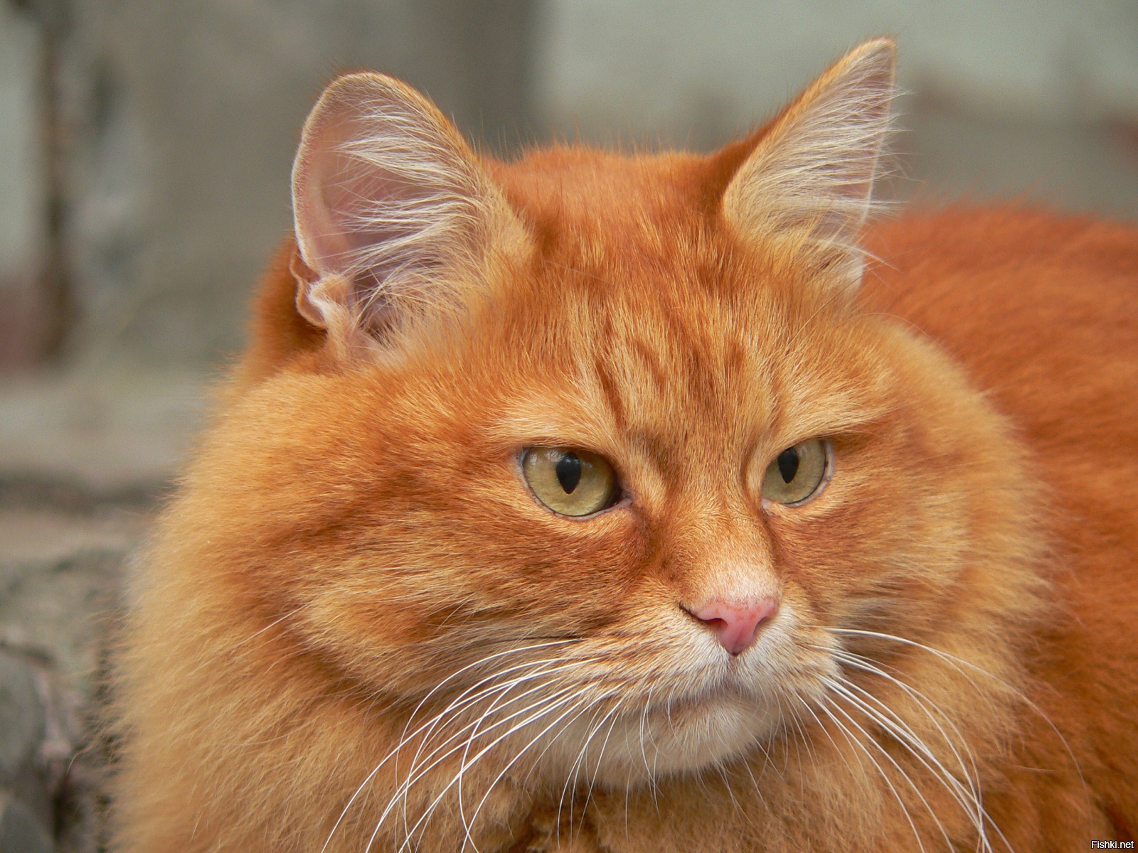 Пестро рыжая. Сибирская кошка рыжая короткошерстная. Сибирский Крысолов рыжий. Сибирский Крысолов кошка рыжая. Сибирская кошка рыжая гладкошерстная.
