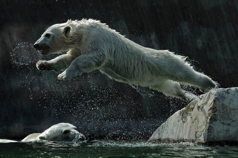 Белый медведь бег. Белый медведь в прыжке. Белый медведь бежит. Белыймедведь бежжжжит. Белый медведь в движении.