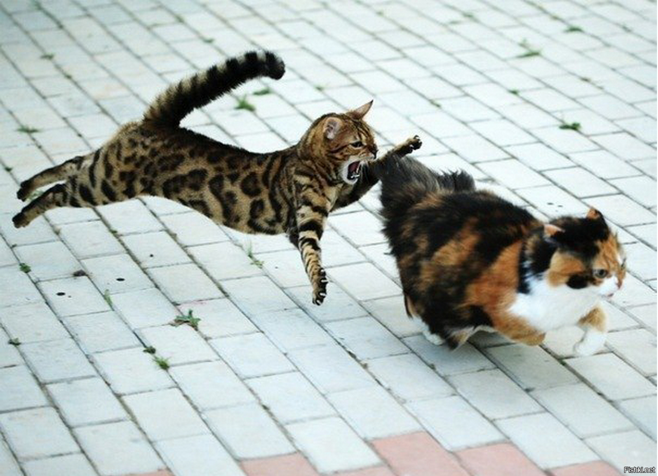 Кот нападает