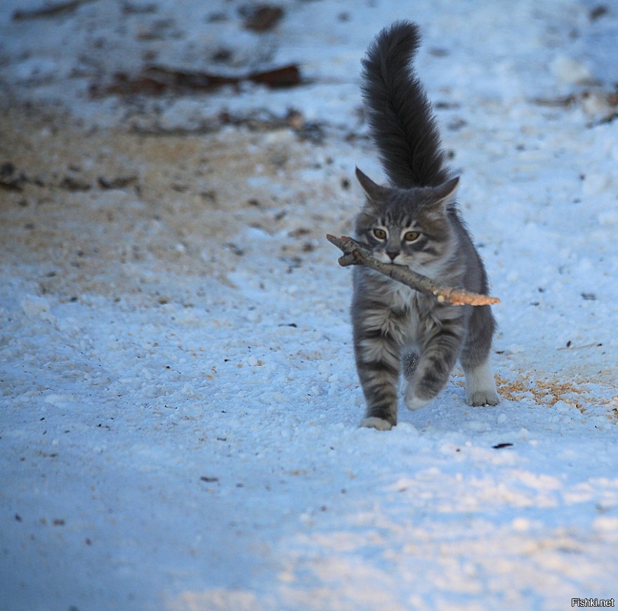 Собака барсик. Кошка Барсик. Барсик смешной кот. Лесной кот Барсик. Барсик фото.