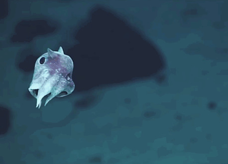 7. Существует осьминог Гримпотевтис, которому помогают плавать маленькие ушки