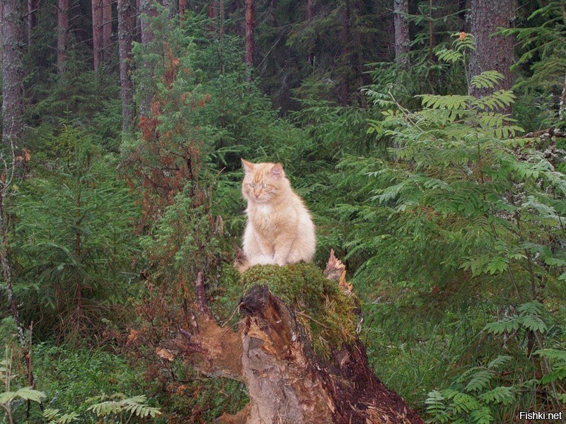 Кошка в лесу фото