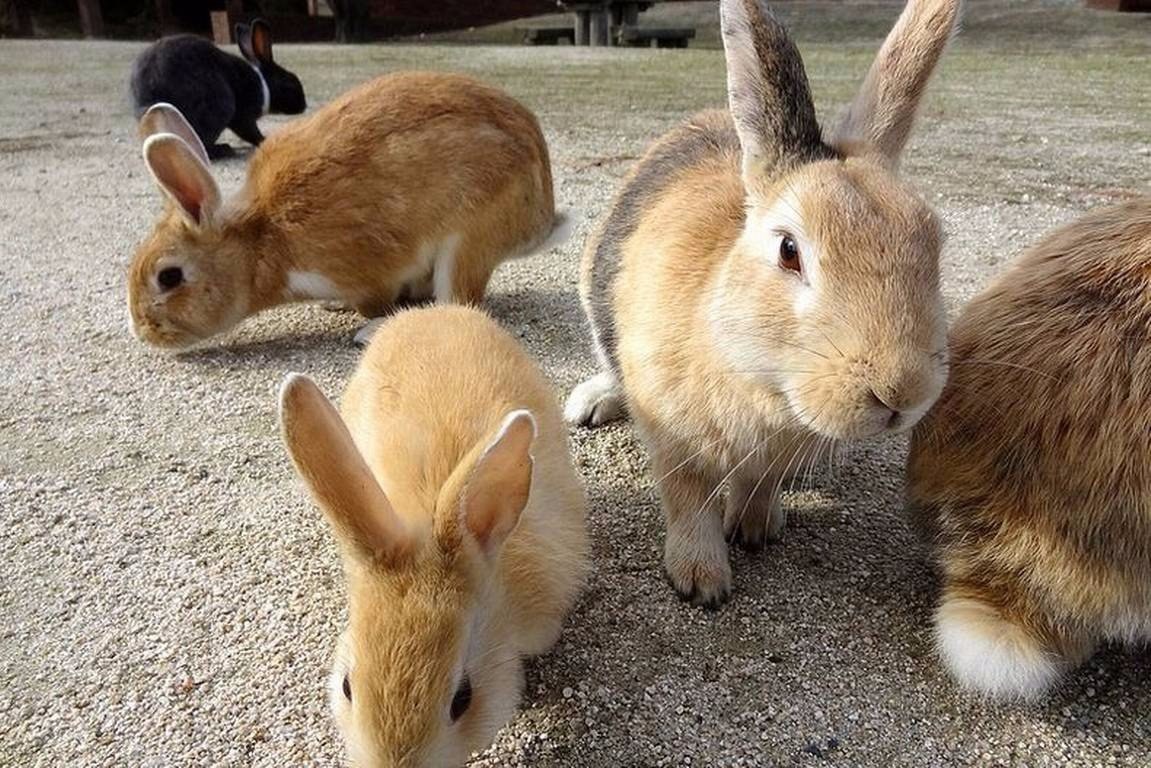 Каких животных завезли в австралию. Остров Окуносима Япония. Остров кроликов Окуносима. Остров кроликов в Японии. Остров Зайцев в Японии.