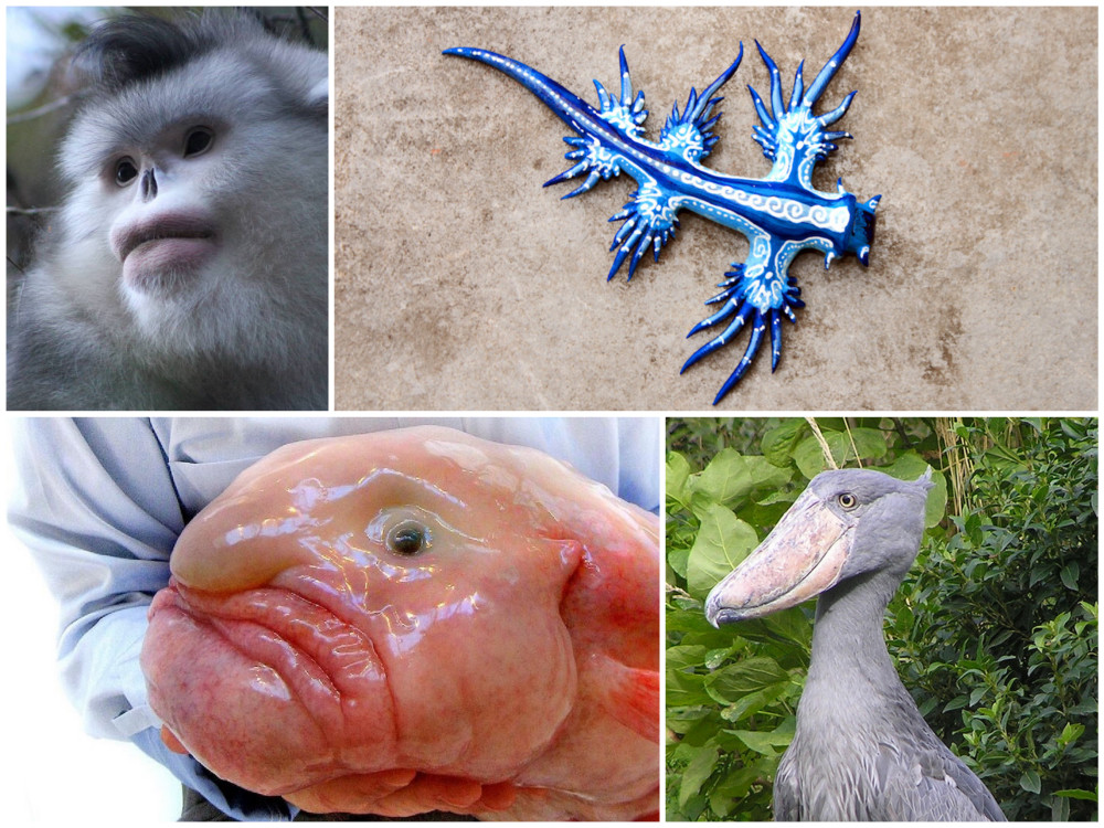 20 удивительных животных, о существовании которых вы даже не подозревали