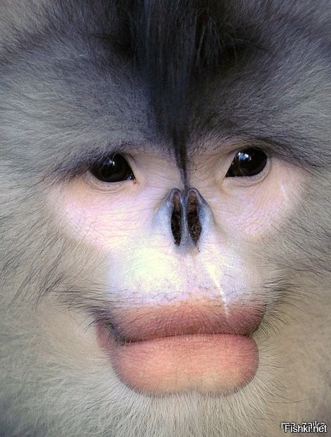 Бирманская курносая обезьяна (Snub Nosed Monkey) - вид тонкотелых обезьян, ...