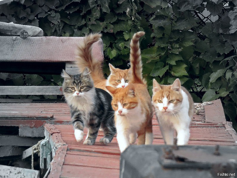 4 Кота Фото