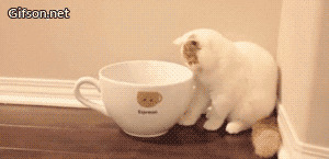 Чашка для кота