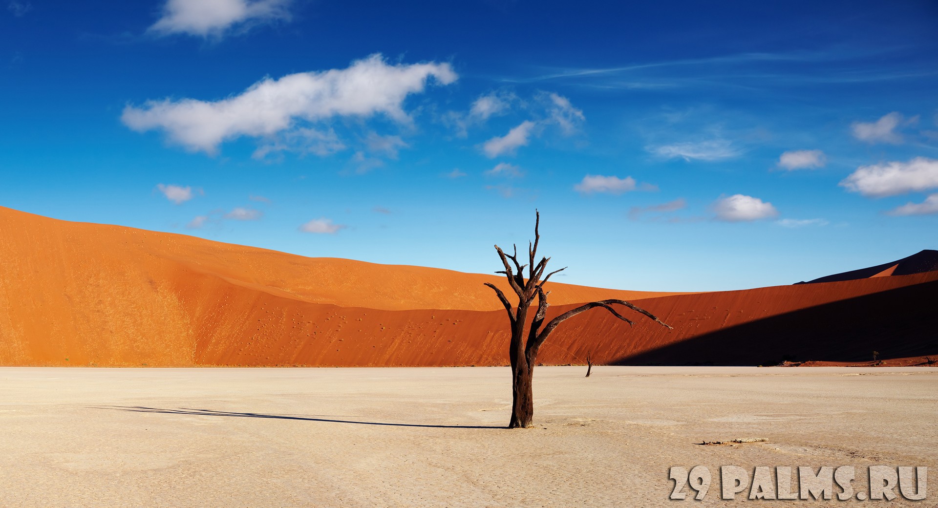 Sand Dunes and Acacia Tree, Namib Desert, Namibia без смс