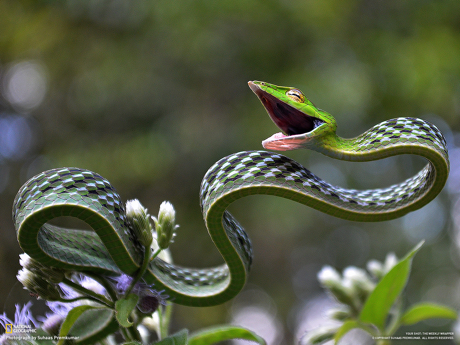Самые красивые змей в мире. Змея длиннорылая плетевидка. Носатый полоз Буланже. Виноградная змея (длиннорылая плетевидка). Цейлонская куфия.