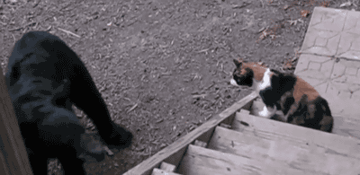 Прикольные гифки Прикольные гифки