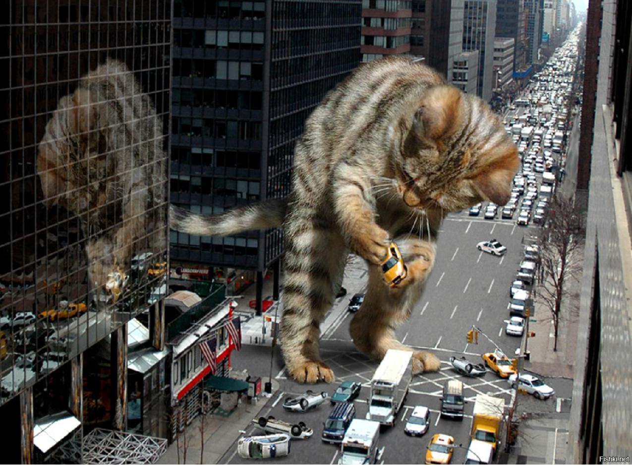 Коты гиганты в городе