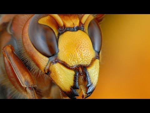 Самые опасные насекомые в мире 