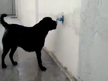 Любитель покупаться