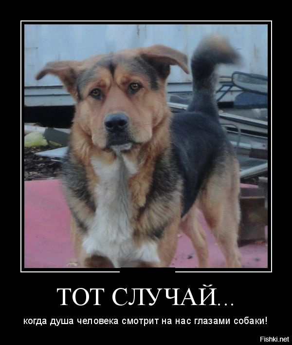 Собаки не имеющие запаха