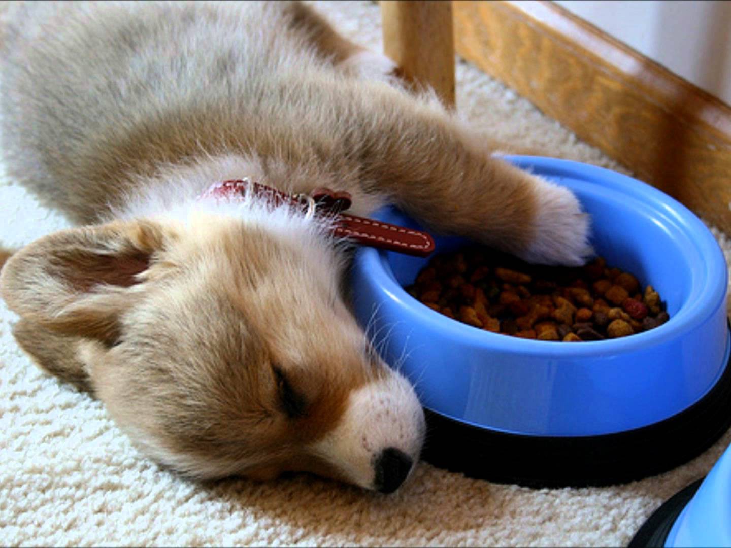 Поспать после обеда. Щенок заснул в миске. Спящий щенок. Миски для щенков.