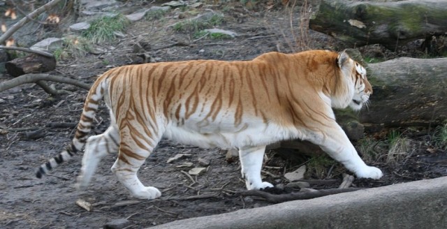  21. Золотой полосатый тигр