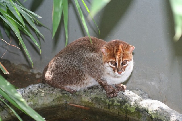5. Суматранская кошка
