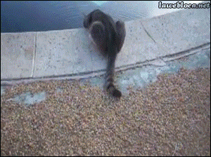 Забавные гифки со «спецэффектами»