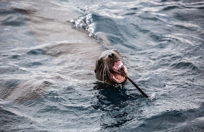 Морской лев пообедал акулой