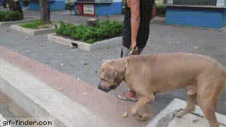 Гифки дня Гифки дня