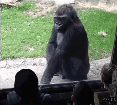 У этой обезьяны стальные нервы. Такие дети могут вывести из себя кого угодно.
