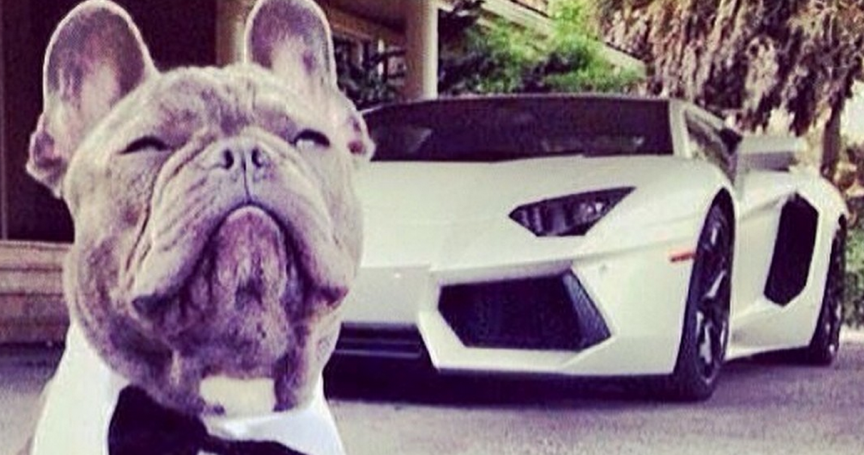 Где самые богатые животные. Самое богатое животное. Богатый питомец. Rich Dog. Покажи мне самого богатого животного.
