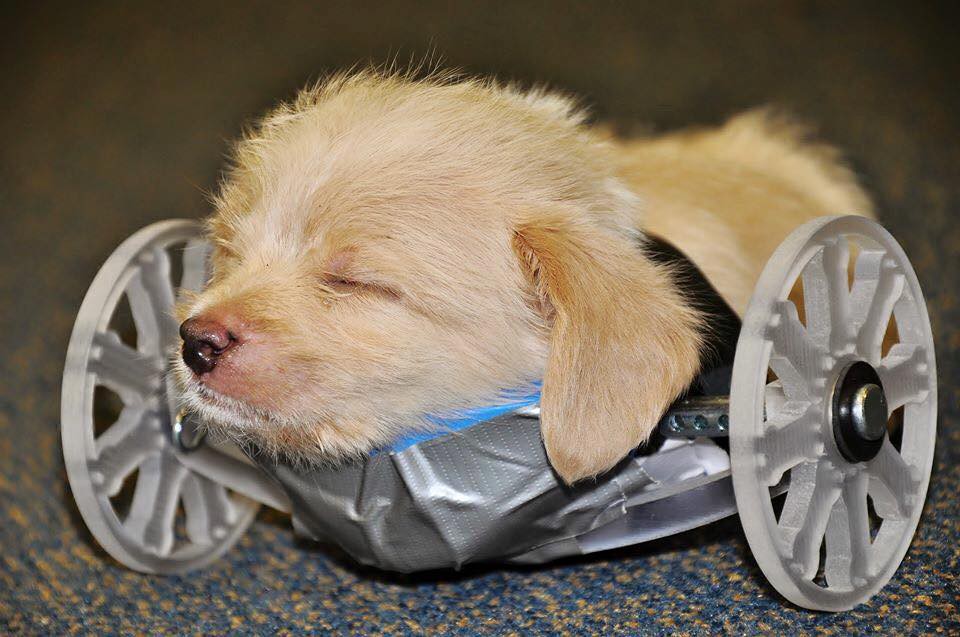В США для двулапого щенка изготовили инвалидную коляску на 3D-принтере