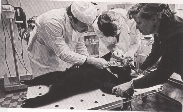 Сотрудники московского зоопарка лечат зубы малайскому медведю, 1970 г интересно, история, фото