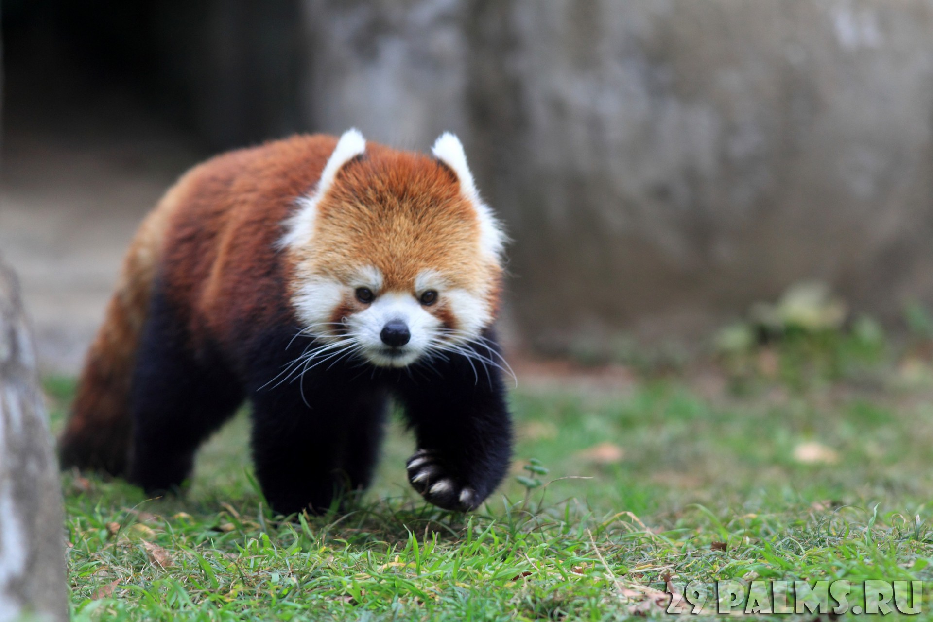 Красная Панда малая Панда