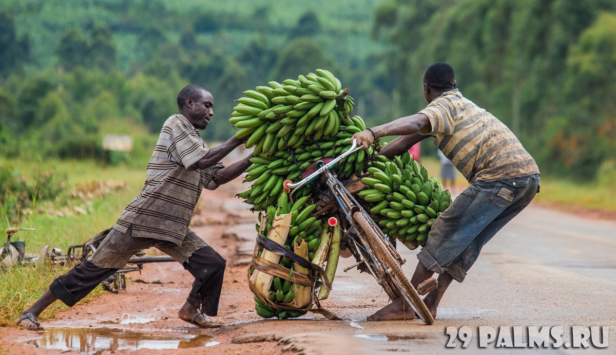 Попробуй его еще довезти...