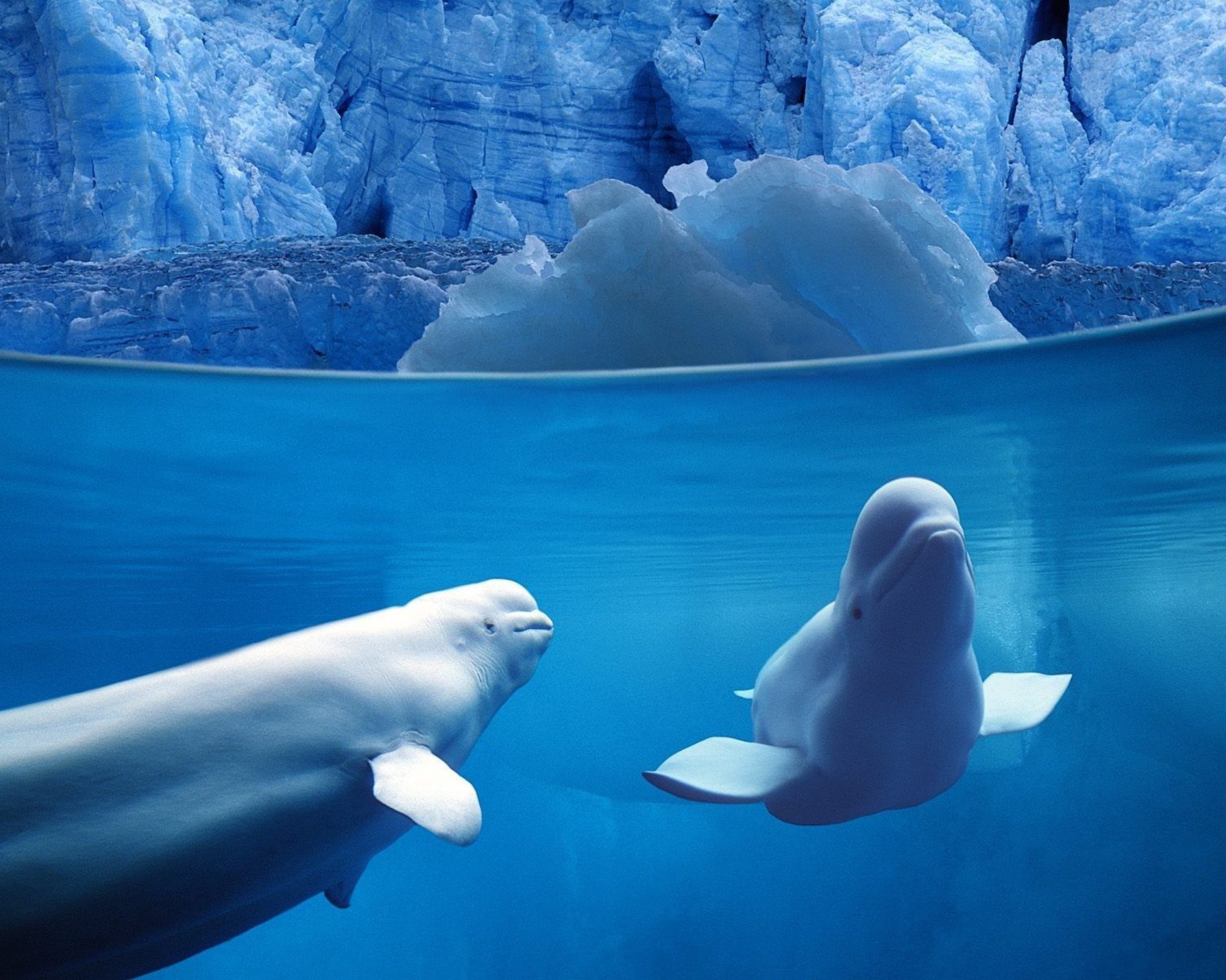 3 полярный мир. Белуха Северного Ледовитого океана. Кит Белуха. Дельфин Белуха. Белуха в Арктике.