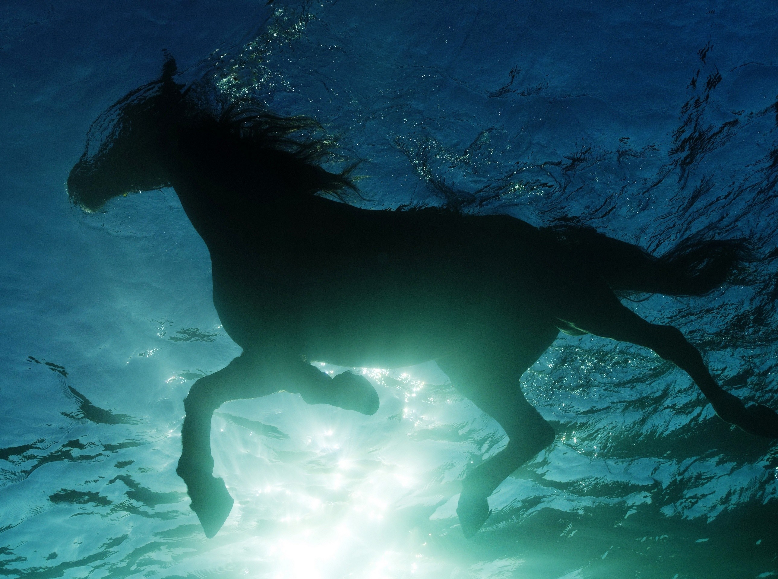 Лошади в воде без смс