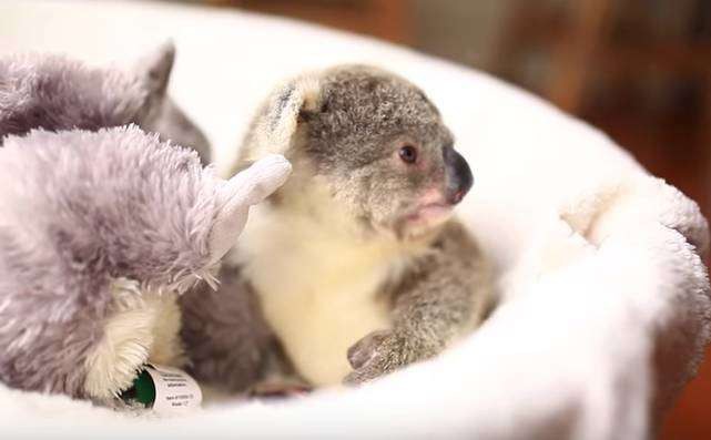 Первая фотосессия этой маленькой коалы поднимет вам настроение. 