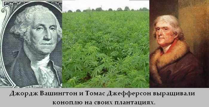 Джордж вашингтон выращивал марихуану как вырасти коноплю из семян