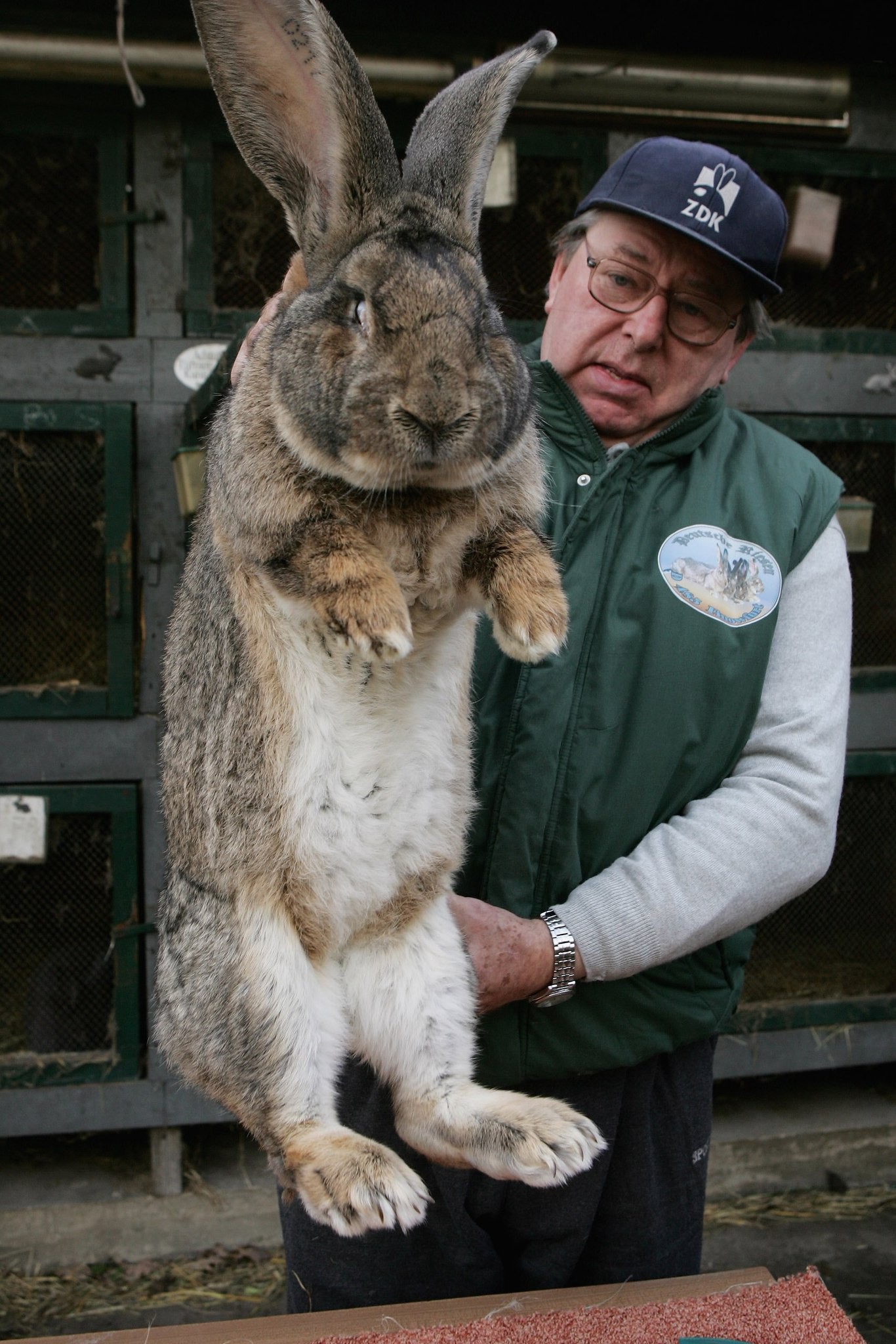 Где сейчас кролики. Бельгийский великан Фландр. Кролики великаны Фландр. Бельгийский Фландр кролик. Бельгийский великан кролик.