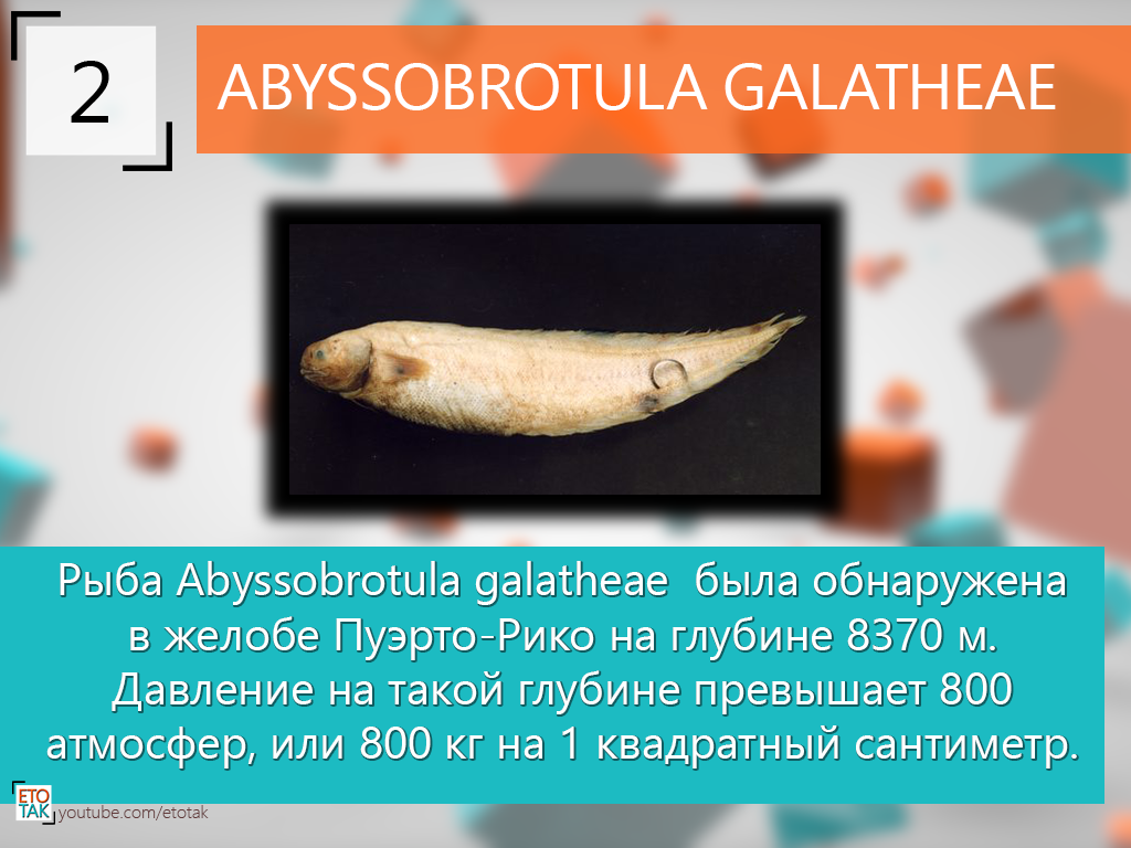 9 интересные факты. Абиссобротуле. Abyssobrotula galatheae. Интересные факты за змиите. Рыба Abyssobrotula galatheae обои.