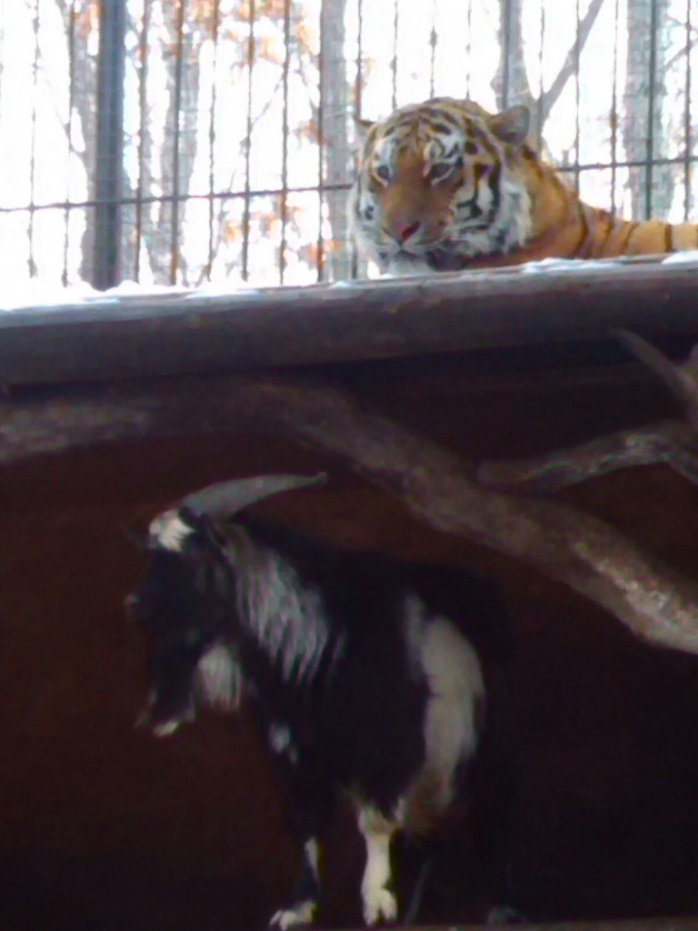 Козел покорил тигра своей храбростью в приморском сафари-парке