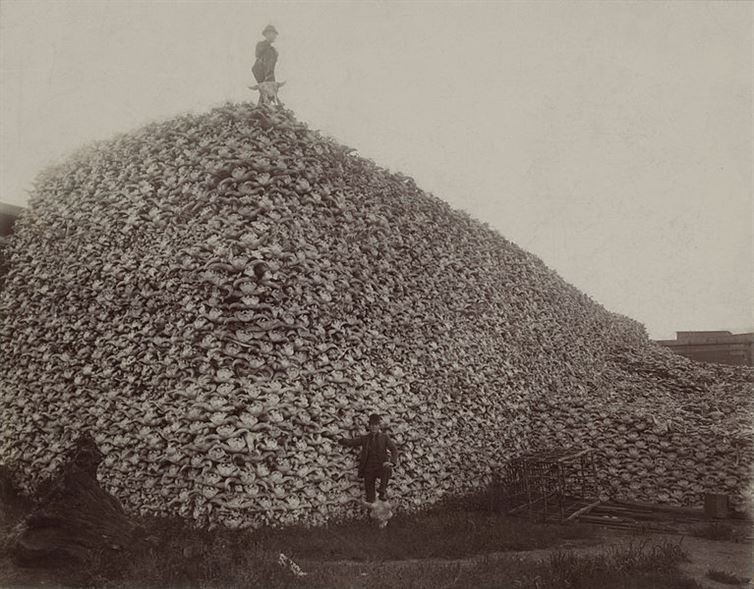 1. Браконьеры 19 века и гора из ста тысяч черепов бизонов.