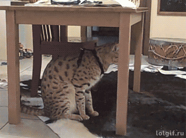 Сумасшедшие коты, которые не слышали о гравитации 