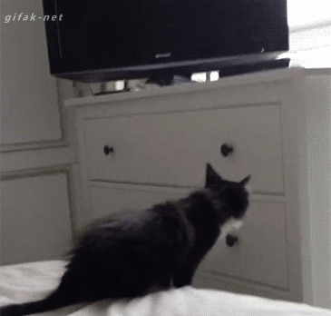 Сумасшедшие коты, которые не слышали о гравитации 